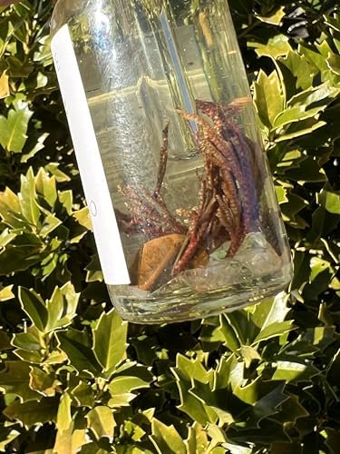 Rose of Jericho Ritual Oil | Manifestation New Beginnings Fast Good Luck The Resurrection Plant Body Perfume Anointing Witchcraft Wiccan Pagan Witch Herbal Intention Offerings