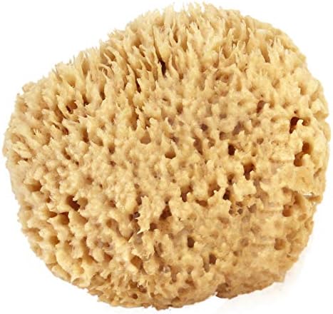 Sea Wool Sponge 6-7" (X-Large) by Bath & Shower Express ® Natural Renewable Resource Esponja for Body, Genuine Exfoliating Skin Wash